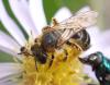 Halictus rubicundus